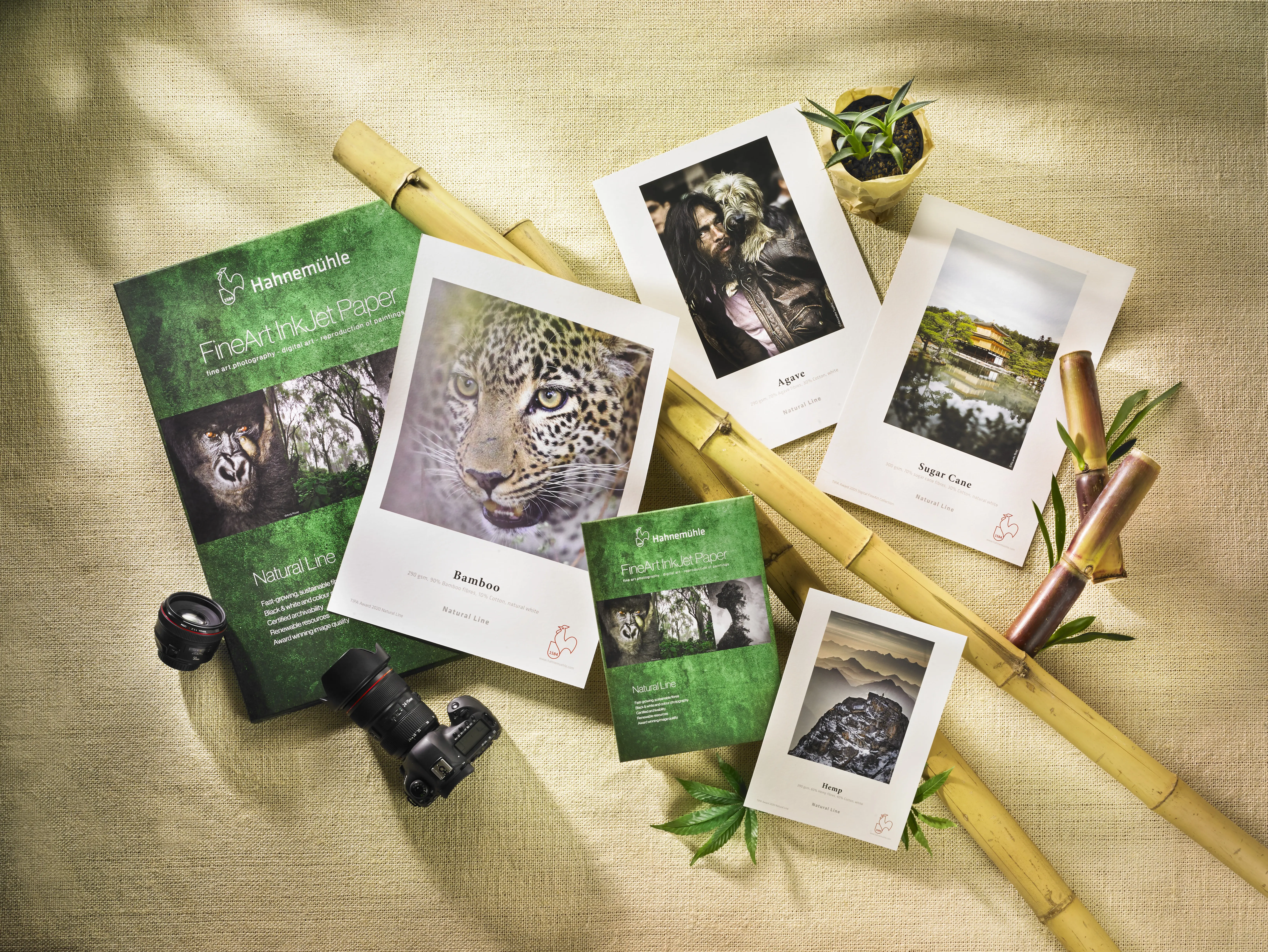 art print, photography, bamboo, nature, postcard set